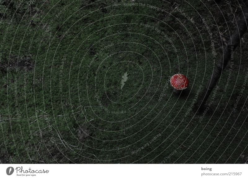 part of a series Moss Mushroom Amanita mushroom Threat Warning colour Colour photo Exterior shot Deserted Copy Space left Copy Space top Copy Space bottom