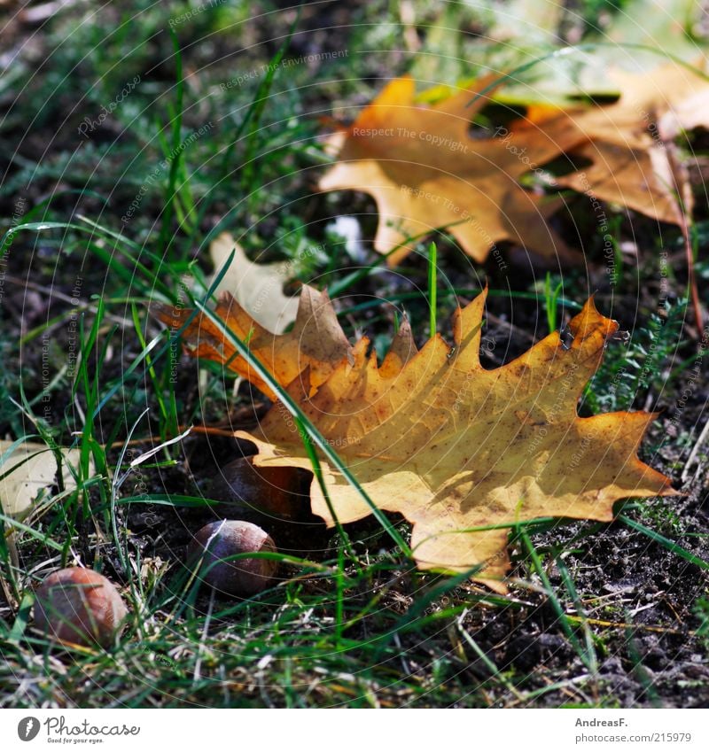 Autumn Nature Plant Grass Leaf Dry Oak tree Acorn Oak leaf Autumn leaves Autumnal colours October Colour photo Exterior shot Detail Ground Deserted Sunlight