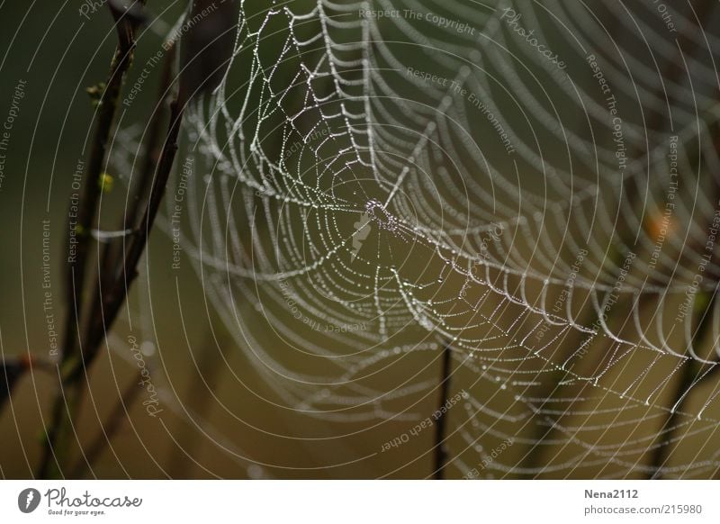 cross-linked Nature Water Drops of water Weather Rain Net Wet Brown White Spider's web Reticular Damp Dew Close-up Detail Easy Colour photo Exterior shot