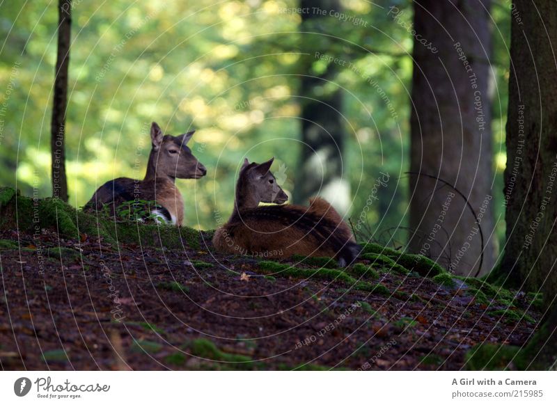 we stay to ourselves.... Environment Nature Animal Tree Leaf Forest Wild animal Roe deer Fawn 2 Pair of animals Baby animal Lie Looking Esthetic Elegant Natural