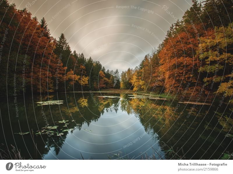 The colours of autumn Environment Nature Landscape Plant Water Sky Clouds Sun Sunlight Autumn Weather Tree Bushes Leaf Forest Lakeside Pond Relaxation