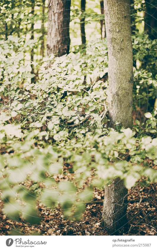 in the wood Environment Nature Plant Summer Autumn Beautiful weather Tree Forest Natural Day Light Shadow Shallow depth of field Tree trunk Bushes Deserted