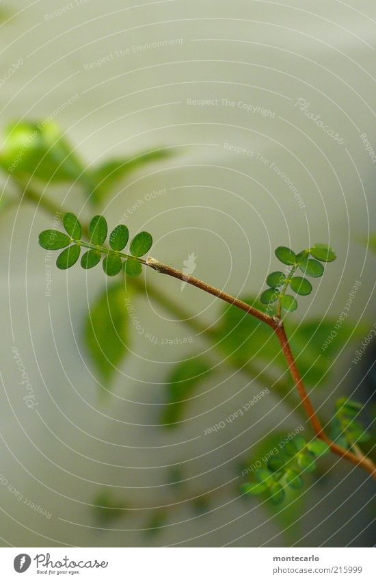 sophora Plant Foliage plant Exotic Elegant Colour photo Exterior shot Macro (Extreme close-up) Day Sunlight Leaf Small Deserted Neutral Background