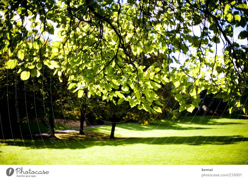 Under the tree Environment Nature Landscape Plant Sky Sunlight Summer Climate Beautiful weather Tree Grass Foliage plant Wild plant Branch Twig Park Meadow