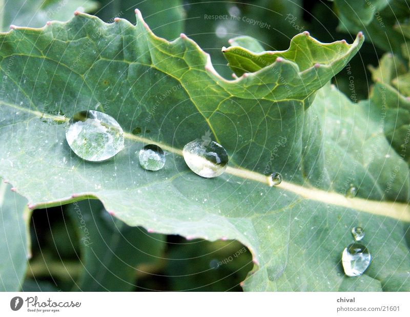 raindrop Leaf Drops of water Water Rain