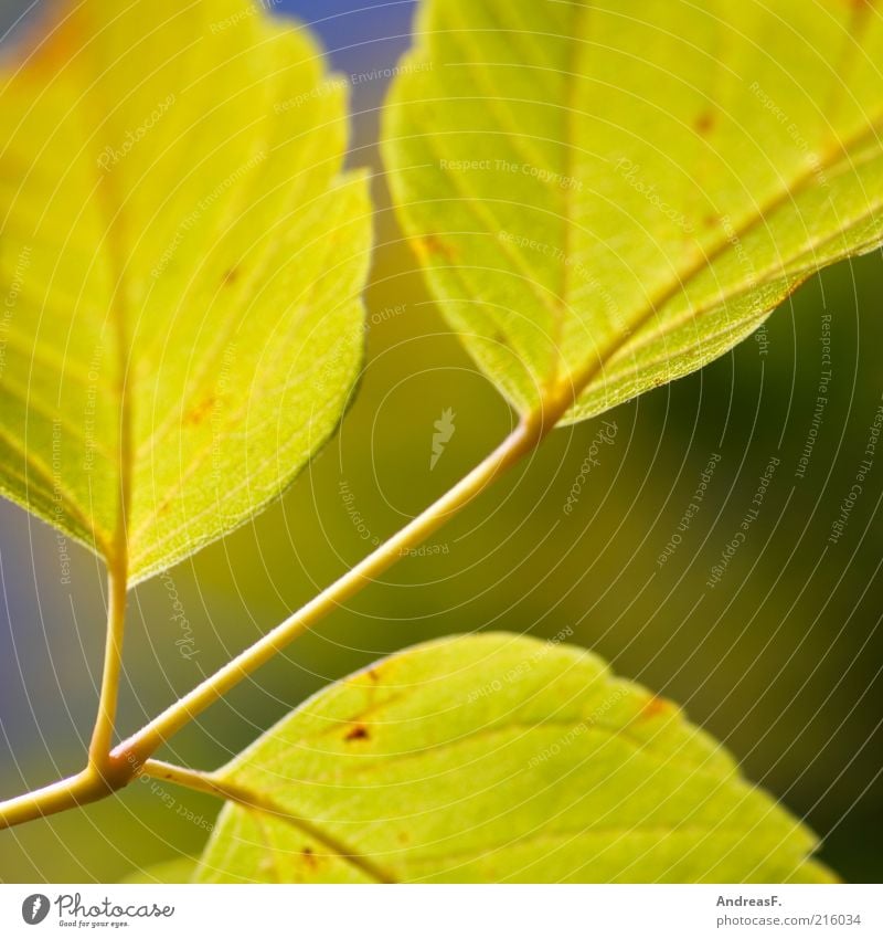 autumn picture Nature Plant Leaf Yellow Autumnal Autumn leaves Twig Autumnal colours October Colour photo Close-up Detail Macro (Extreme close-up)