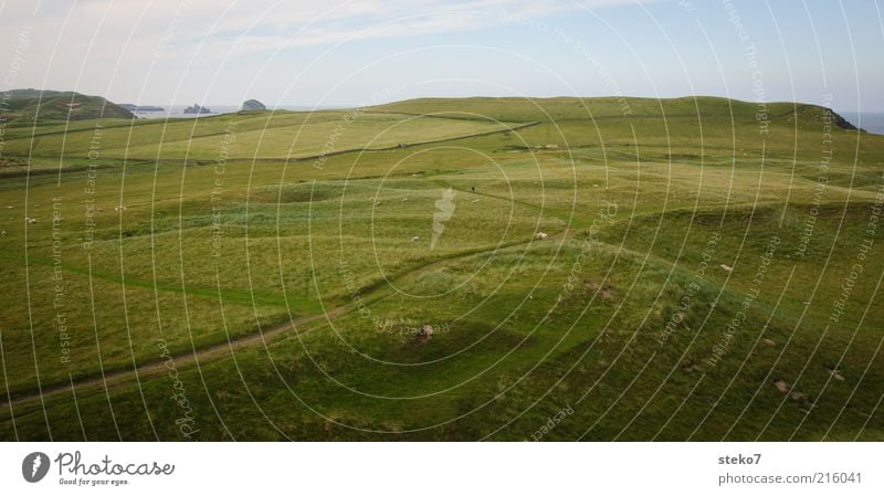 Scottish Coast III Grass Meadow Field Relaxation Infinity Juicy Green Far-off places Pasture Scotland Lanes & trails Colour photo Exterior shot Deserted