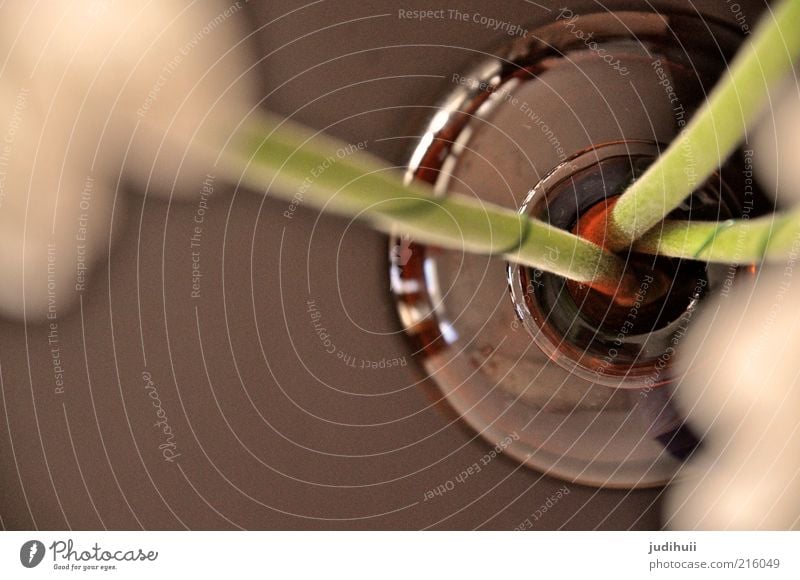 vase view Arrange Nature Plant Flower Decoration Glass Water Faded Long Natural Brown Green White Vase Stalk Regulate Colour photo Interior shot Close-up