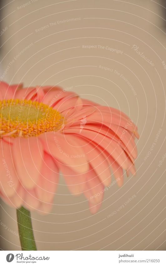 Gerbera I Interior design Decoration Nature Plant Flower Pot plant Stand Above Beautiful Pink Blossom Blossom leave Delicate Smooth Flower stem Deserted