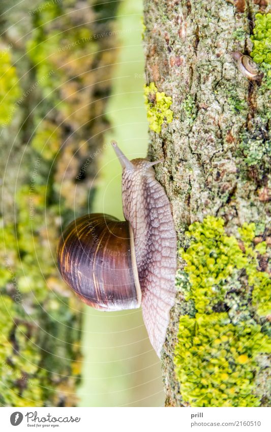 Roman snail closeup Nature Animal Mussel Crawl Slimy Vineyard snail escargot Crumpet Air-breathing land snail gastropode Branch Twig lichen Natural Edible