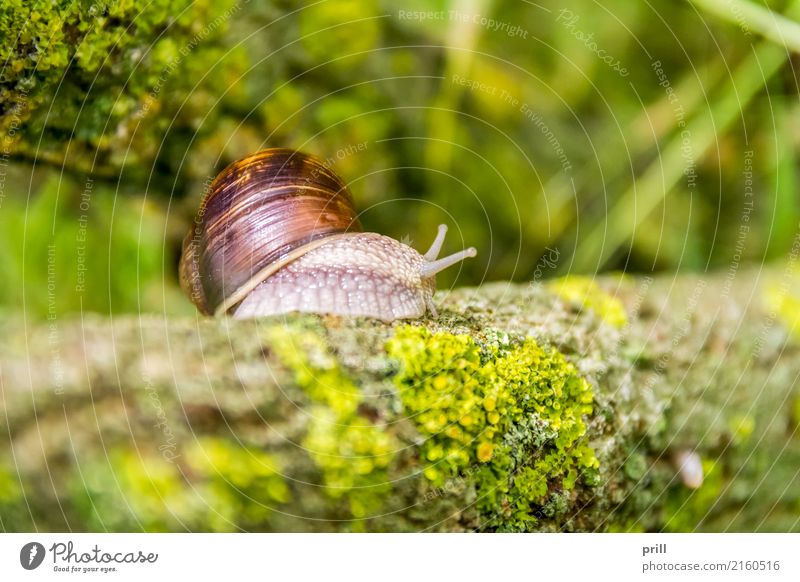 Roman snail closeup Nature Animal Mussel Crawl Slimy Vineyard snail escargot Crumpet Air-breathing land snail gastropode Branch Twig lichen Natural Edible