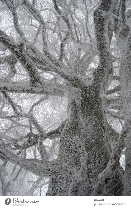 Day of the Tentacle Winter Snow Nature Plant Weather Ice Frost Tree Wood Old Cold Gray White Moody Loneliness Environment Growth Branch Tree trunk Colour photo