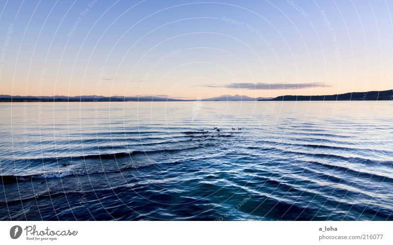 lake taupo Nature Landscape Water Sky Sunrise Sunset Beautiful weather Rock Mountain Coast Lakeside Duck Group of animals Dark Cold Wet Blue Contentment