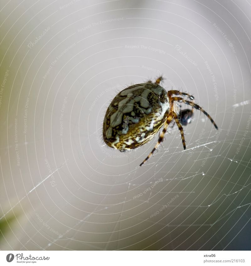 spider Animal Spider 1 Creepy Gray Spider's web Colour photo Subdued colour Exterior shot Close-up Detail Macro (Extreme close-up) Copy Space top