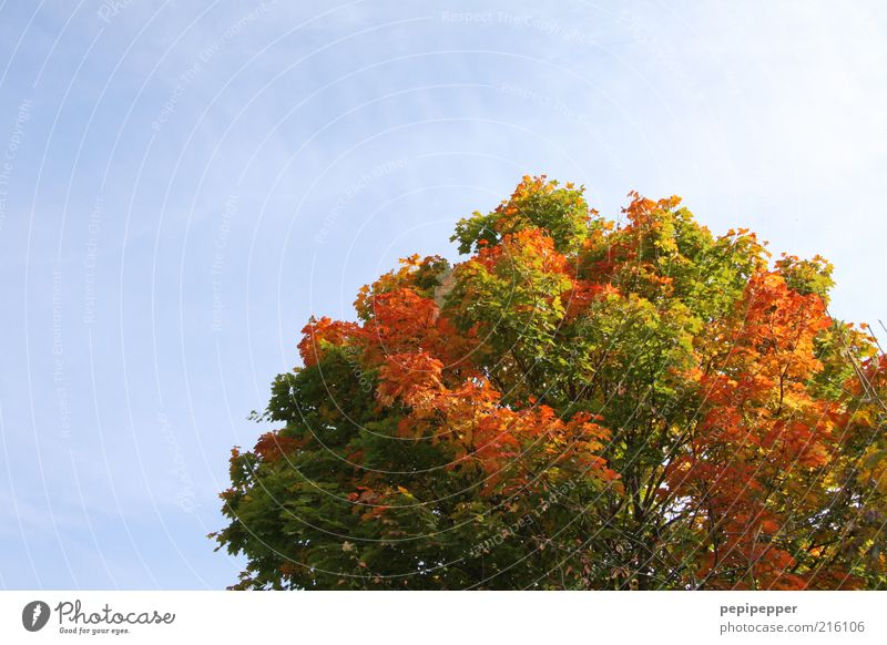 redhead Vacation & Travel Nature Plant Sky Cloudless sky Weather Beautiful weather Tree Old Multicoloured Loneliness Colour Transience Colour photo