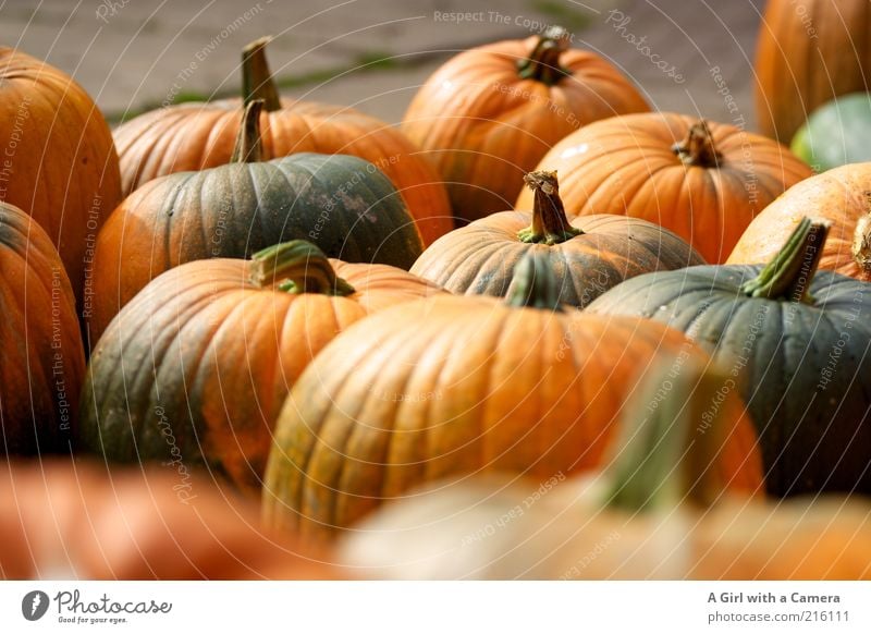 creepy vegetable fraction Food Vegetable Nutrition Organic produce Vegetarian diet Pumpkin Pumpkin time Pumpkin plants Nature Autumn Fat Authentic Friendliness