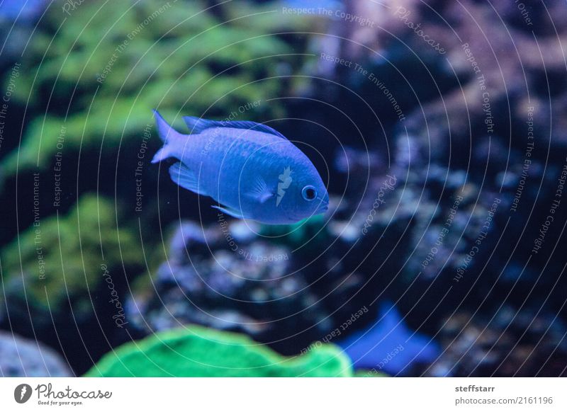 Blue Green Vanderbilts chomis, Chromis vanderbilti Beautiful Ocean Water Reef Coral reef Animal Pet Wild animal Fish 1 Colour Vanderbilts Chromis chromis