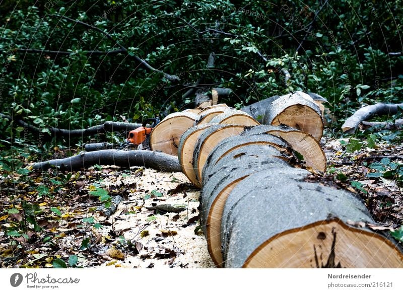 Wood in front of the hut Work and employment Environment Nature Tree Forest Authentic Beech tree beech wood hardwood Firewood Cut down Saw Forestry Colour photo