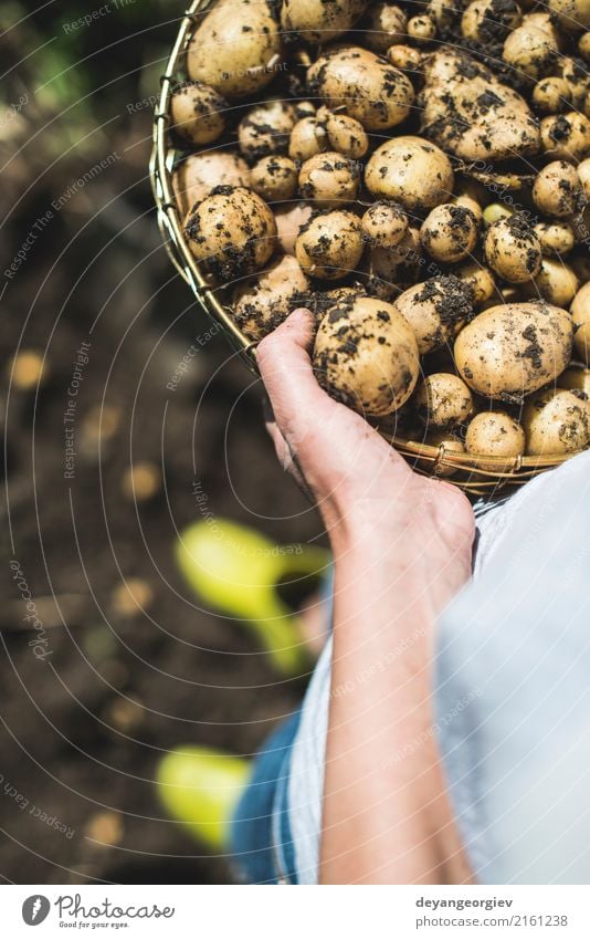 Woman harvest potatoes from the garden Vegetable Summer Garden Gardening Hand Culture Nature Plant Earth Dirty Fresh Natural Potatoes food Crops Harvest Farm