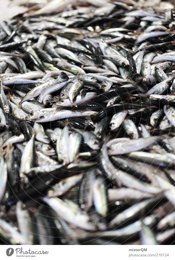 Fish market. Animal Fishery Farmer's market Nutrition Overfishing Malodorous Smelly Wet Fresh Many Small Sardine Quality Seafood Marine animal Colour photo