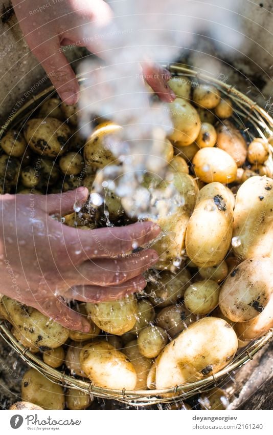 Washing freshly harvested potatoes Vegetable Bowl Woman Adults Hand Plant Fresh Natural Clean Green Potatoes Farm agriculture processing water washed Organic