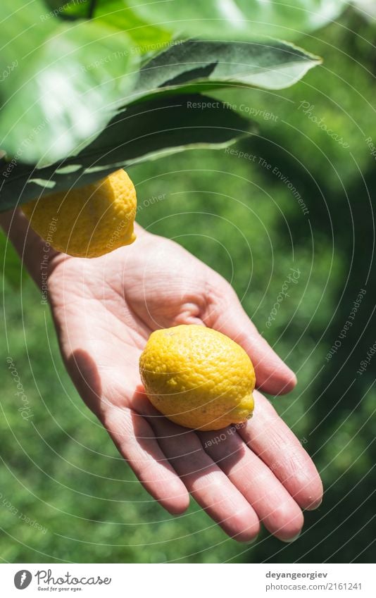 Young lemon tree and fruit. Hand hold freshl lemon Fruit Happy Summer Garden Human being Woman Adults Nature Tree Fresh Natural Yellow Green White Lemon girl