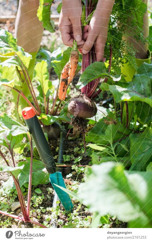 Woman harvest carrots and beetroot in the garden Vegetable Vegetarian diet Diet Garden Gardening Adults Nature Leaf Wood Fresh Green Red Carrot Organic Harvest