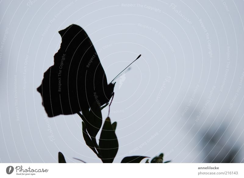 silhouette Environment Nature Plant Leaf Animal Farm animal Butterfly Wing Feeler Insect Dark Delicate Sit Subdued colour Exterior shot Close-up Deserted