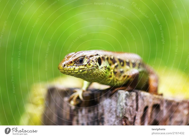 macro head of a male sand lizard Beautiful Skin Man Adults Environment Nature Animal Sand Small Natural Wild Brown Green Colour lacerta agilis Reptiles wildlife