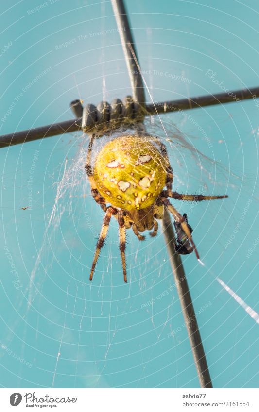 spinning Sky Animal Spider Cross spider 1 Observe Catch Crawl Threat Disgust Blue Yellow Patient Symbols and metaphors Crucifix Mixture Spider legs Prey