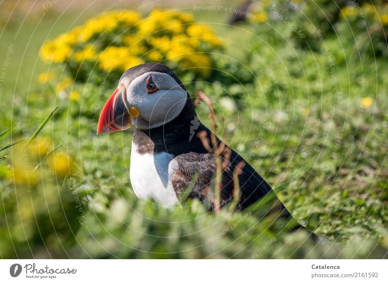 Puffin sitting in grass Nature Plant Animal Summer Flower Grass Blossom Meadow coast Ocean Atlantic Ocean Island Bird 1 Observe Crouch Exceptional pretty