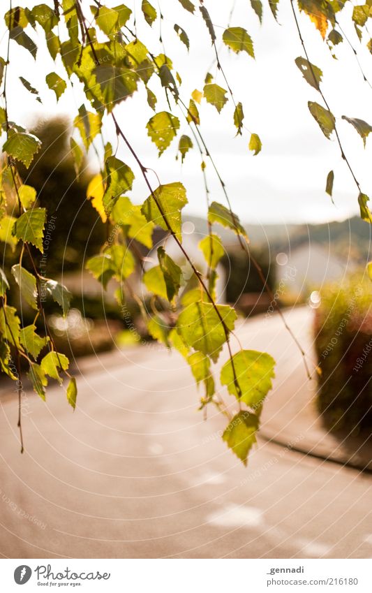 This way Environment Plant Sky Climate Beautiful weather Tree Leaf Leaf canopy Transport Passenger traffic Street Discover Nature Autumn Autumnal