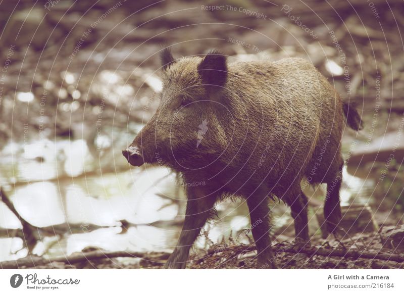 trot by Nature Animal Wild animal Zoo Wild boar 1 Happiness Natural Brown Gray Joie de vivre (Vitality) Mud Puddle Wallow Bristles Trunk Subdued colour