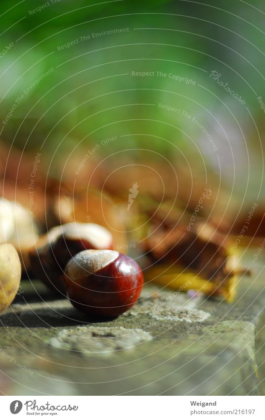 bumblebee round Brown Green Chestnut Autumn Autumnal Leaf Stone Lust Nature Colour photo Exterior shot Shallow depth of field Chestnut leaf Concrete Deserted