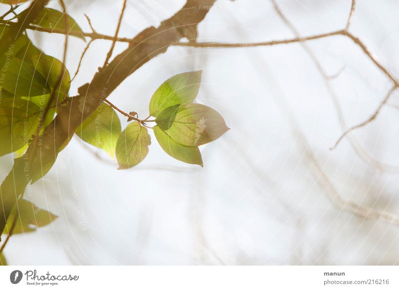 ramified Nature Tree Leaf Branch Twig Autumnal Autumnal colours Early fall Autumn sky Autumn leaves Faded Growth Esthetic Bright Natural Transience Change