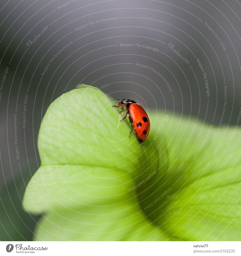 Small but fine Nature Summer Flower Blossom Petunia Garden Animal Beetle Insect Ladybird Seven-spot ladybird 1 Crawl Positive Beautiful Yellow Gray Orange