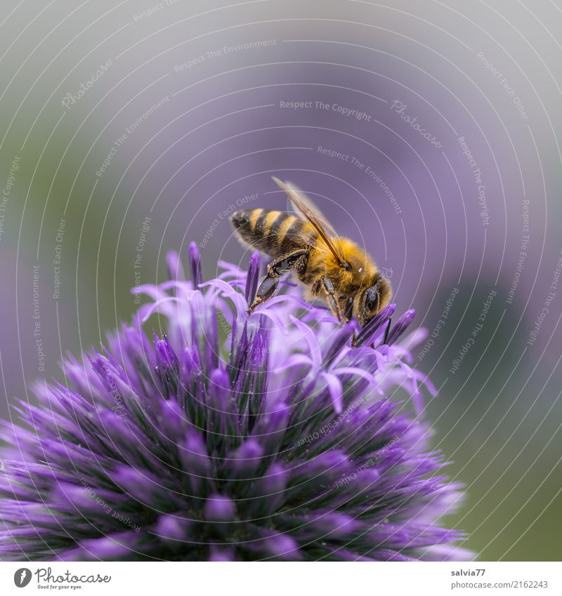 delicious ball Nature Summer Flower Blossom Thistle globe thistle Garden Farm animal Bee Honey bee Insect bite 1 Animal Blossoming Esthetic Delicious Point