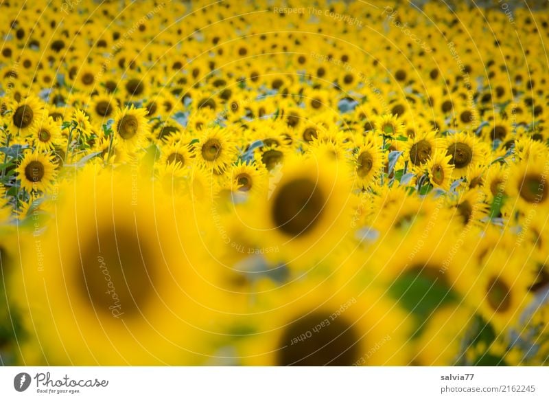 sunny flowers Landscape Plant Sun Summer Flower Blossom Agricultural crop Sunflower field Garden Field Blossoming Fragrance Friendliness Warmth Brown Yellow