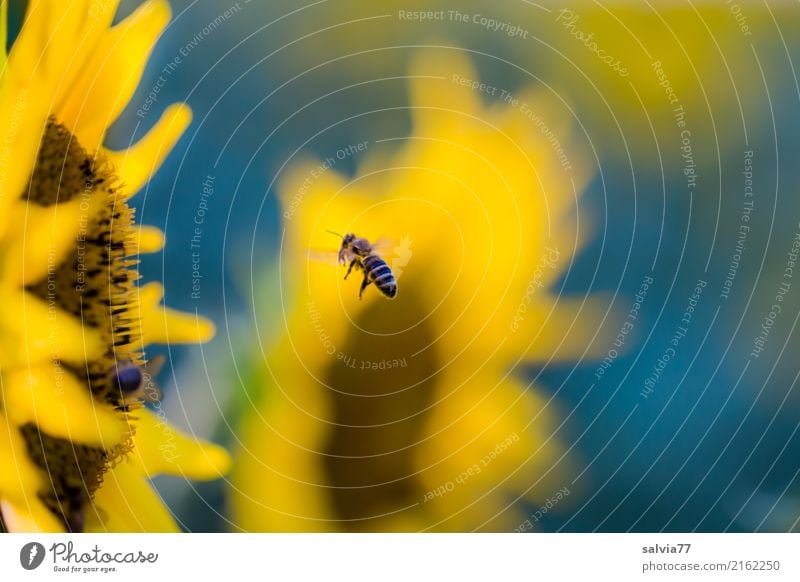 Seasons | sunny summer Environment Nature Summer Plant Flower Blossom Sunflower field Garden Field Farm animal Bee Honey bee Insect Blossoming Fragrance Blue