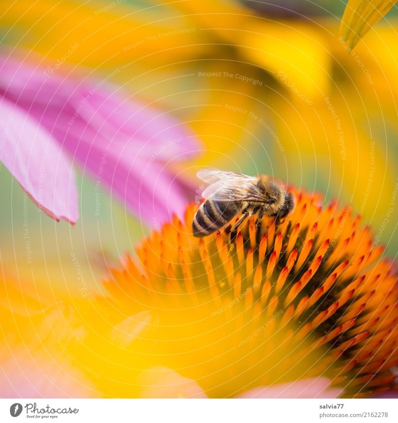 summer greeting Alternative medicine Harmonious Environment Nature Summer Beautiful weather Plant Flower Blossom Purple cone flower Sunhat Garden Animal