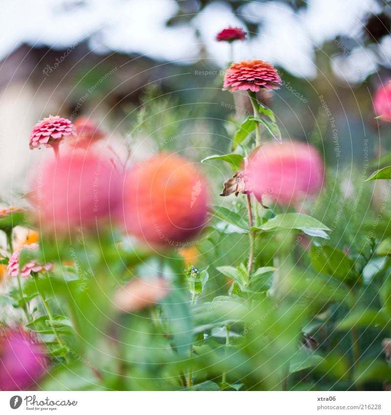 little flowers Environment Nature Plant Bushes Leaf Blossom Pink Colour photo Exterior shot Shallow depth of field Blossoming Garden Growth Spring Summer