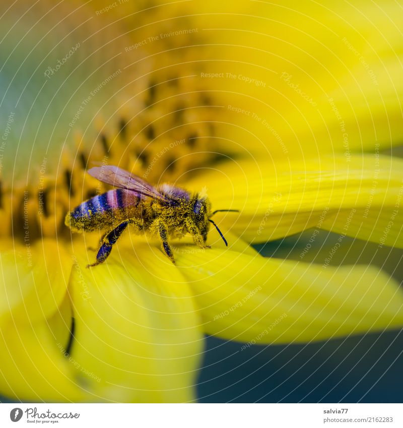 yellow Nature Summer Flower Blossom Sunflower Garden Field Bee Yellow Fragrance Pollen Colour photo Exterior shot Macro (Extreme close-up) Structures and shapes