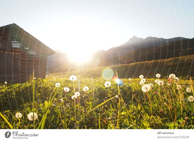 Tyrol Nature Landscape Sky Sun Sunrise Sunset Sunlight Spring Beautiful weather Flower Grass Meadow Alps Mountain Idyll Colour photo Exterior shot