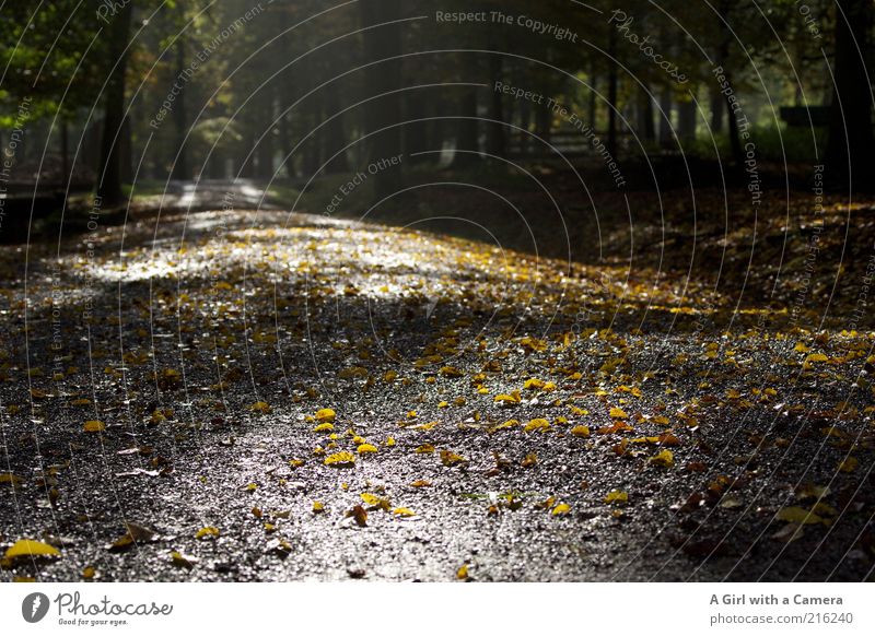 the wood in the morning Environment Nature Plant Autumn Beautiful weather Tree Forest Infinity Natural Yellow Black Idyll Leaf Deciduous tree Wet Footpath