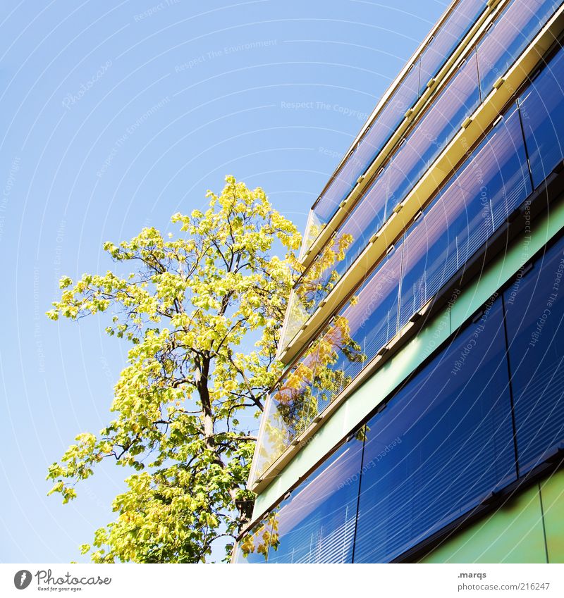 Basel Style Cloudless sky Beautiful weather Tree Building Architecture Facade Growth Esthetic Bright Multicoloured Emotions Nature Perspective Future Ambitious