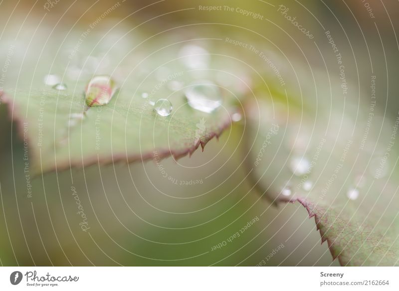 Goodbye summer #2 Nature Plant Water Drops of water Autumn Climate Weather Bad weather Rain Bushes Leaf Park Forest Small Wet Colour photo Exterior shot