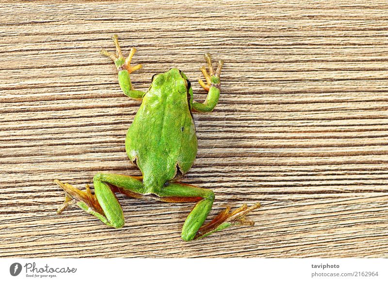 green tree frog climbing on wooden plank Beautiful Furniture Climbing Mountaineering Environment Nature Animal Tree Pet Wood Small Funny Natural Cute Wild Green