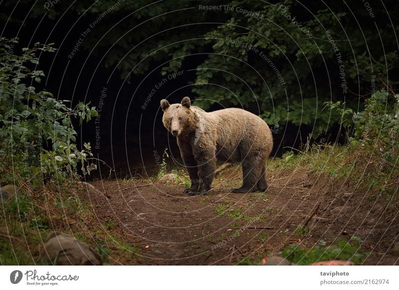 wild brown bear in carpathian mountains Mountain Man Adults Environment Nature Animal Park Forest Baby animal Large Strong Wild Brown Green Dangerous Bear