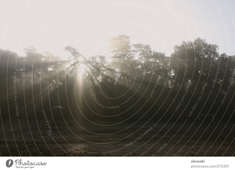 playground Sun Tree Forest Colour photo Subdued colour Light Light (Natural Phenomenon) Sunlight Sunbeam Back-light Deserted Silhouette Morning Twilight