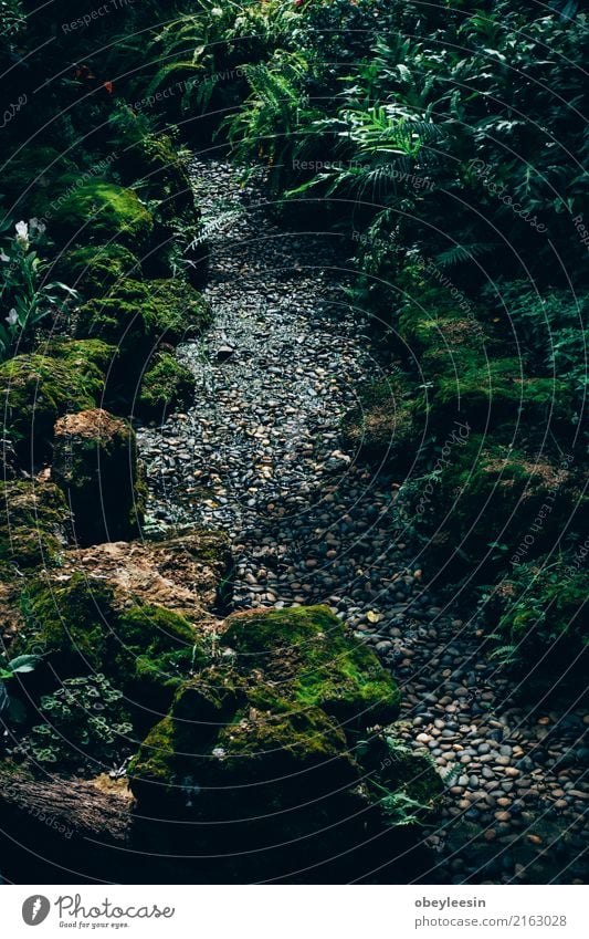 Mystic journey ahead, a quiet path on a beautiful garden Relaxation Tourism Hiking Career Nature Autumn Tree Leaf Park Forest Pond Street Crossroads